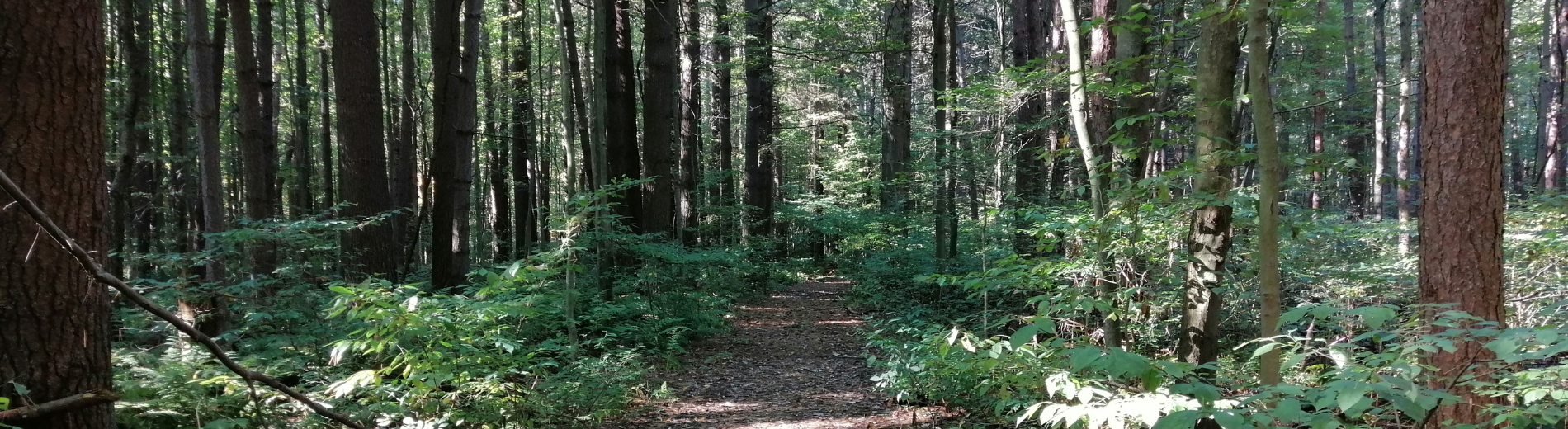 Trail thru Joes Bush
